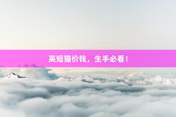 英短猫价钱，生手必看！