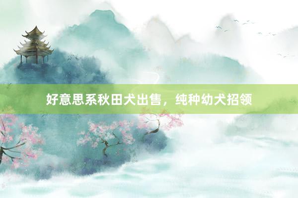 好意思系秋田犬出售，纯种幼犬招领